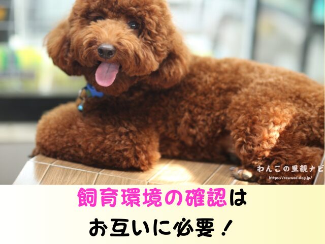 ジモティー 犬の譲渡 トラブル 怪しい人 被害 個人の取引