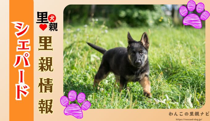 シェパード　無料　譲ります　里親募集　譲渡会　子犬