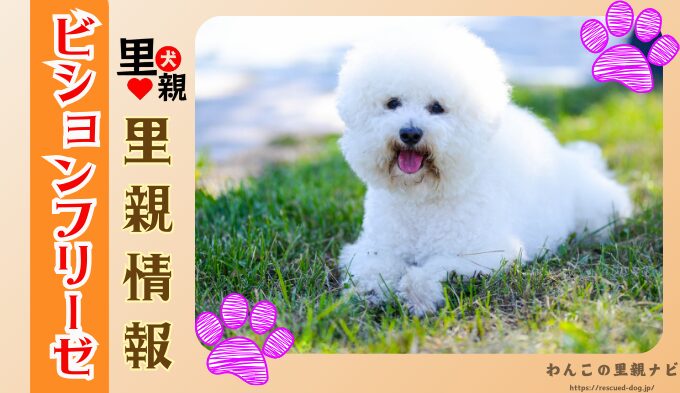 ビションフリーゼ　無料　譲ります　里親募集　譲渡会　子犬