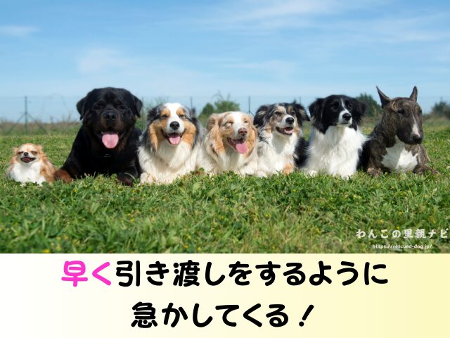ジモティー 犬の譲渡 トラブル 怪しい人 被害 個人の取引