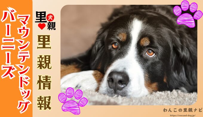 バーニーズマウンテンドッグ　無料　譲ります　里親募集　譲渡会　子犬