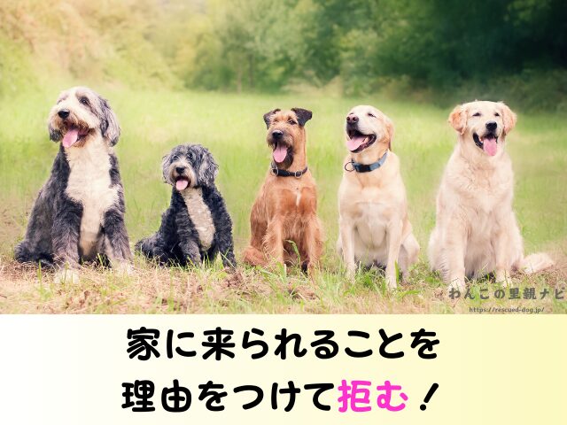 ジモティー 犬の譲渡 トラブル 怪しい人 被害 個人の取引