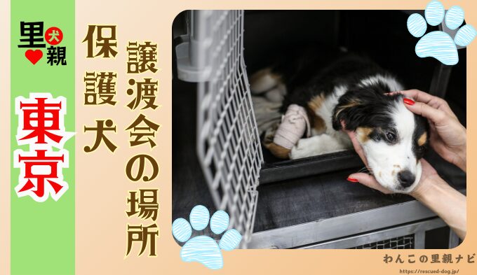 保護犬 東京　譲渡会　場所　ボランティア団体