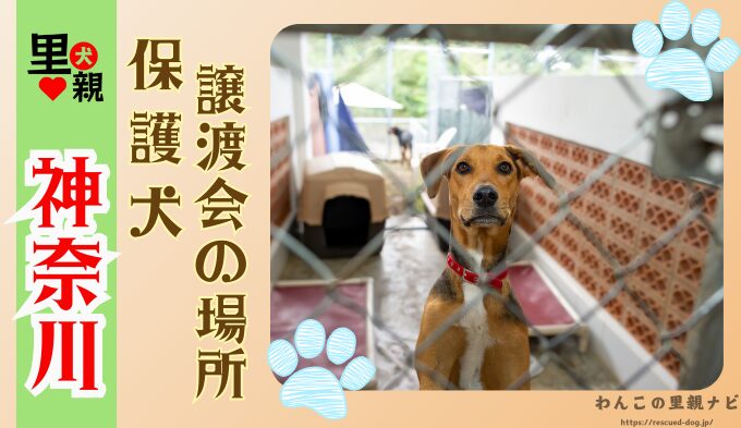 保護犬　神奈川　譲渡会　場所　ボランティア団体