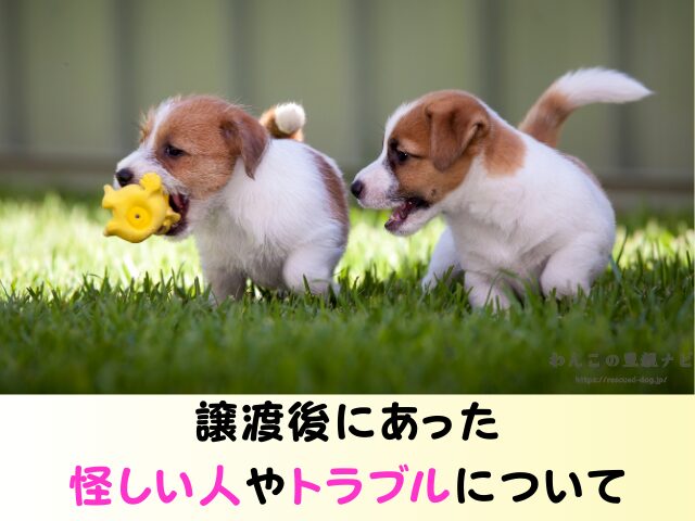 ジモティー 犬の譲渡 トラブル 怪しい人 被害 個人の取引
