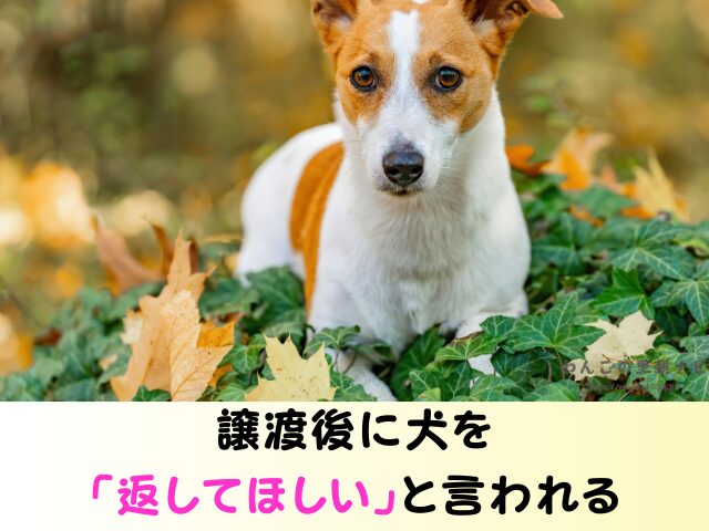 ジモティー 犬の譲渡 トラブル 怪しい人 被害 個人の取引