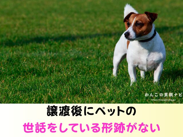 ジモティー 犬の譲渡 トラブル 怪しい人 被害 個人の取引