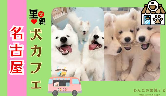 名古屋 犬カフェ 触れ合える おすすめ場所 犬連れ ランチ ドッグラン