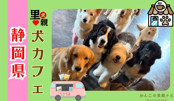 静岡県の犬カフェ7選！犬連れでランチとドックランを楽しもう！